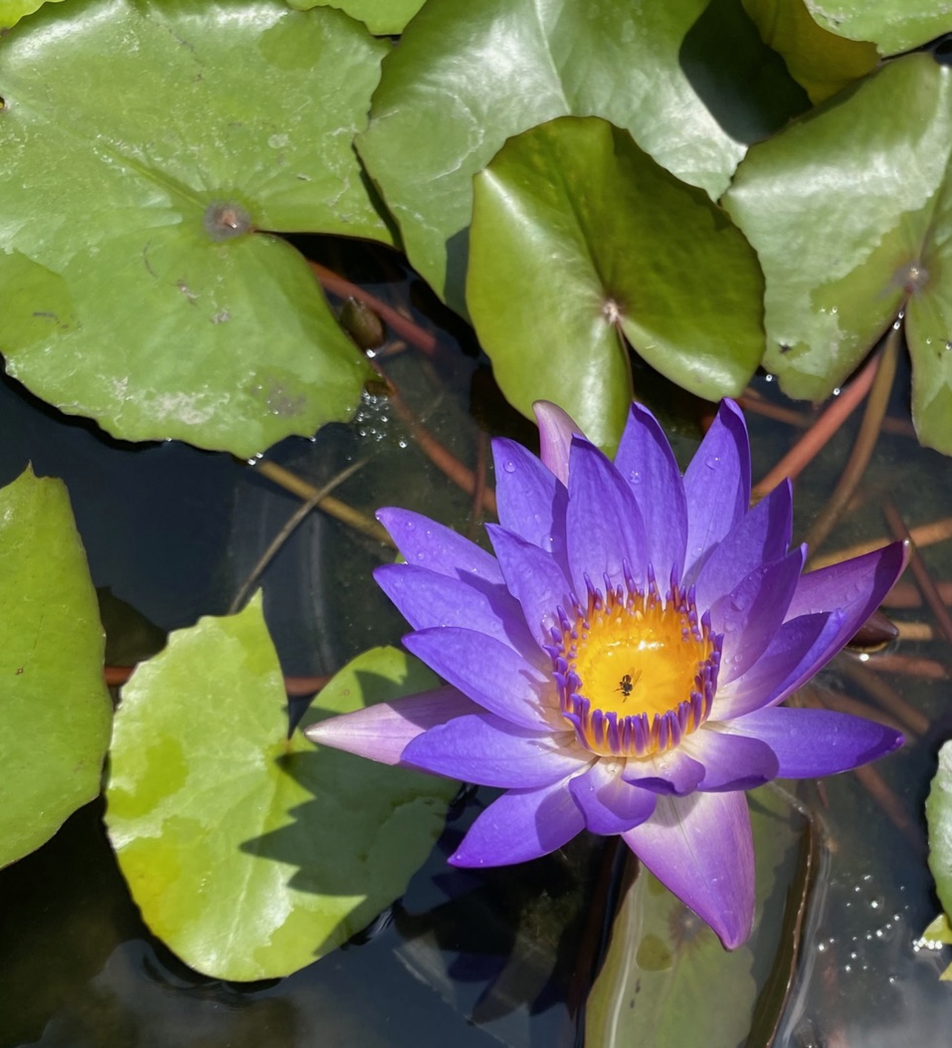 Blue Lotus flower - Nymphaea Caerulea